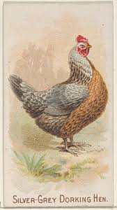 Image of chicken