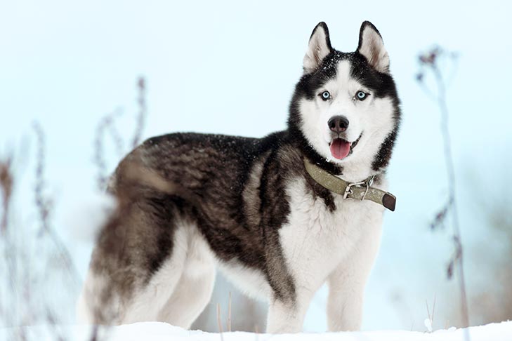 Siberian-Husky