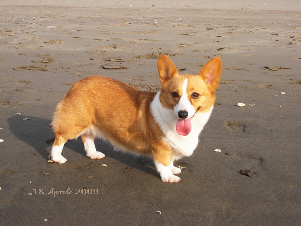 Corgi