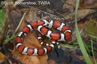 image of a Milksnake