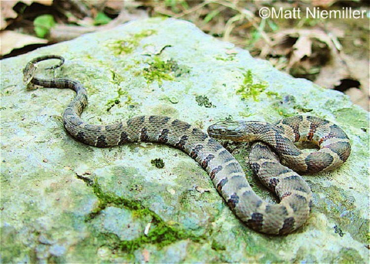 image of a Northern Watersnake 