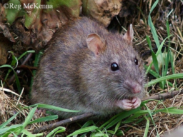 image of a small brown rat