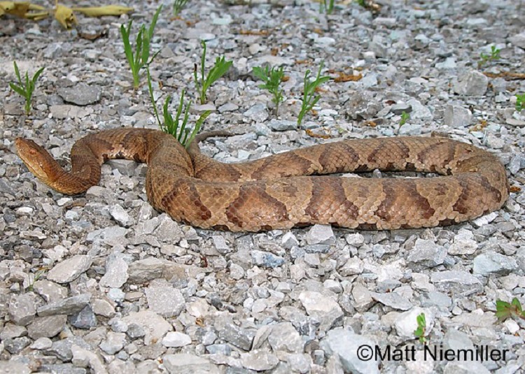 image of a Copperhead snake