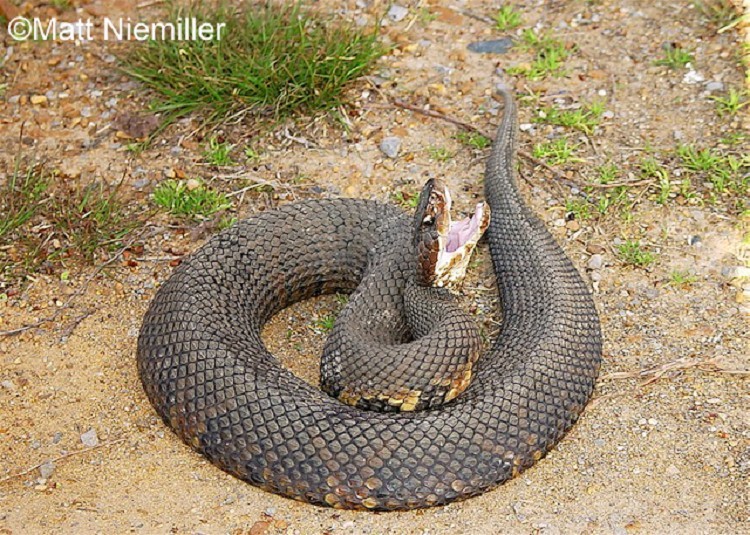 image of cottomouth snake