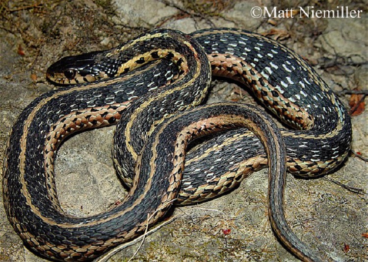 image of common gartersnake