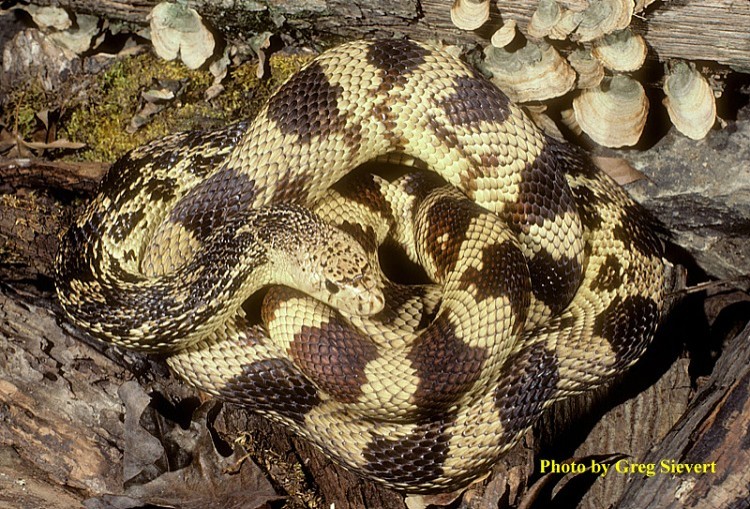 image of a Pinesnake