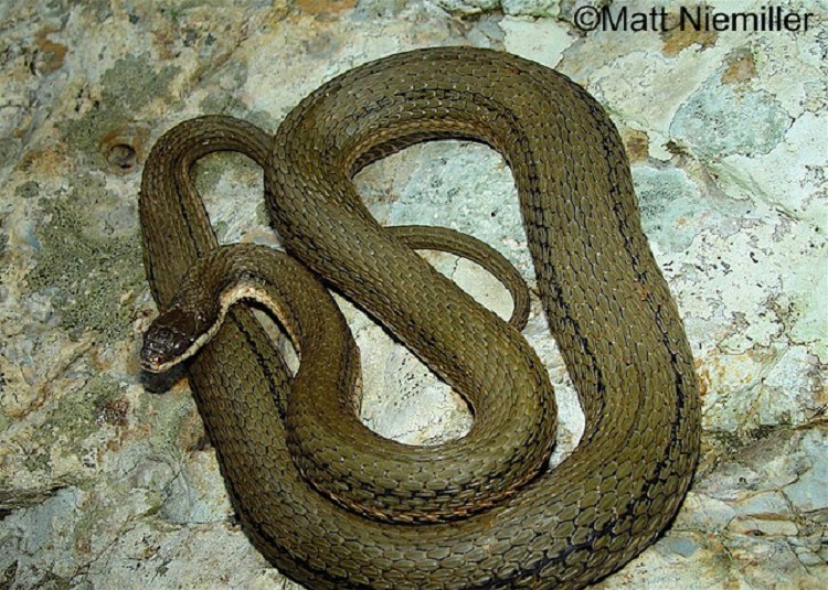 image of Queensnake