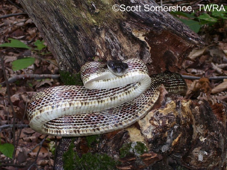 image of a grey Ratsnake 