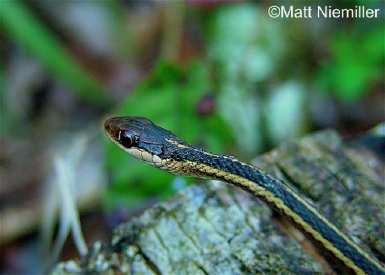 image of Ribbonsnake