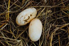 image of a snake egg