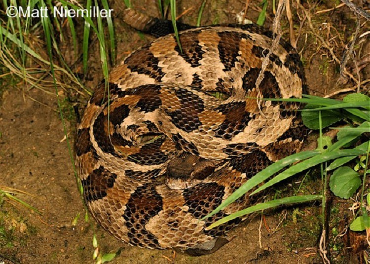 image of snake with rattle on tip of tail