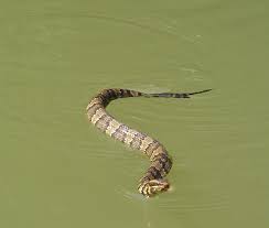 image of a water snake in water