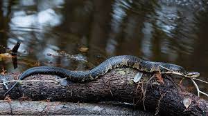 image of a watermoccasin on a long