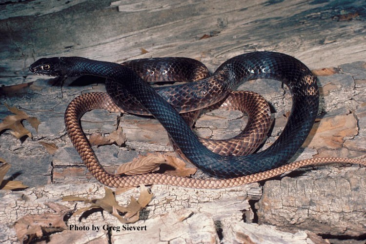 image of a coachwhip snake