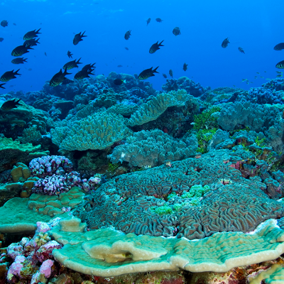 lots of blue water little coral