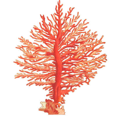 coral coral