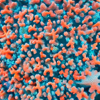 more pretty coral