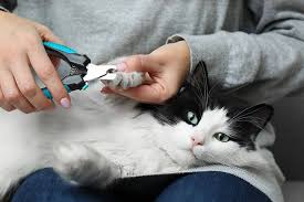 cat getting nails trimmed