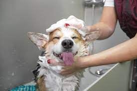 dog getting a bath