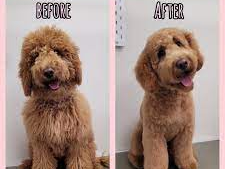 before and after dog haircut