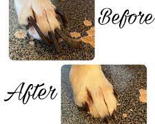 before and after dog nail trim