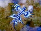 picture of a blue dragon fish