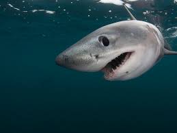 picture of a shark