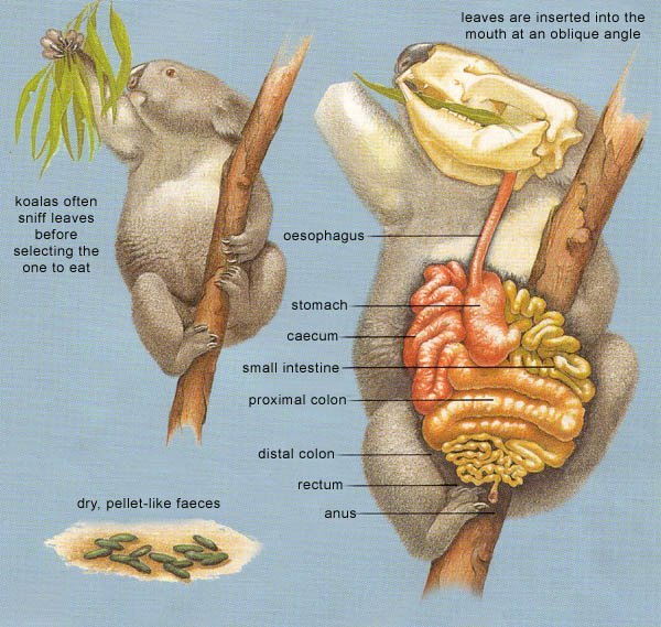 koala digestive system