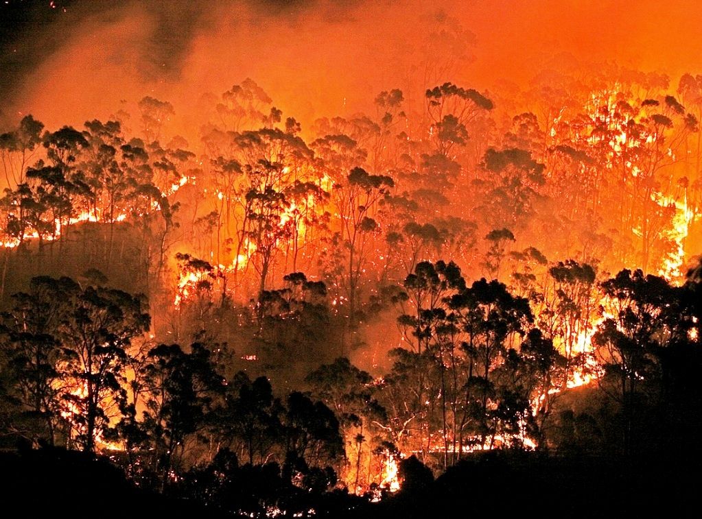 eucalyptus tree forest on fire