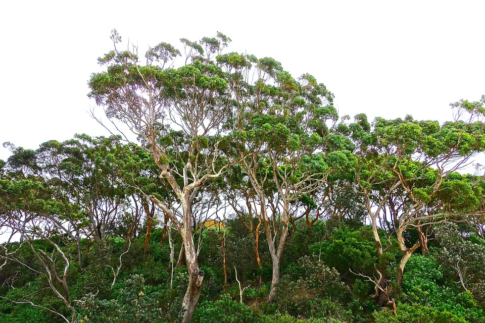 eucalyptus tree forest