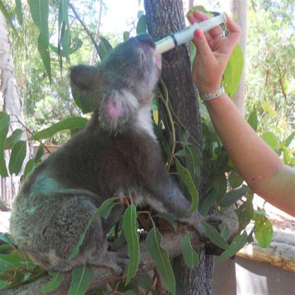 koala being fed