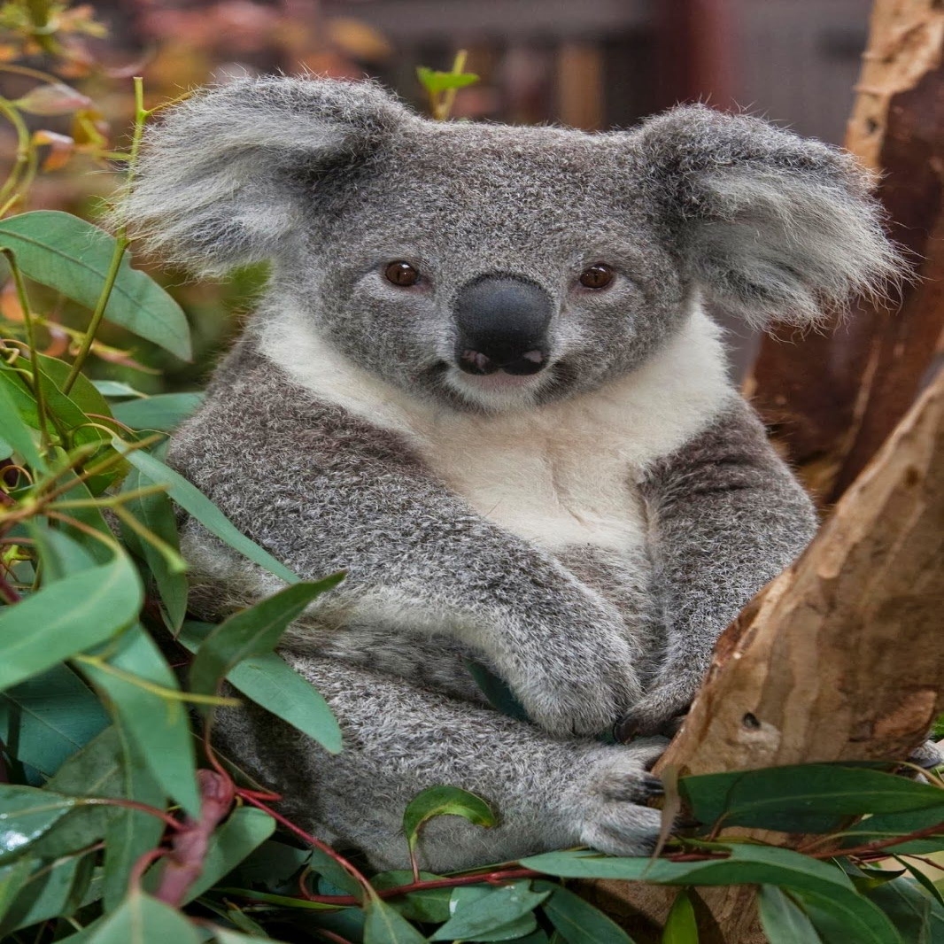 healthy koala sitting