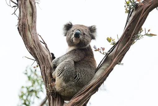 koala in a tree