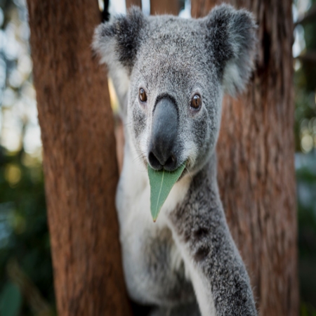 koala eating