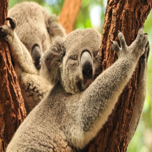 two koalas sleeping