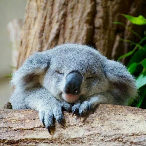 koala asleep