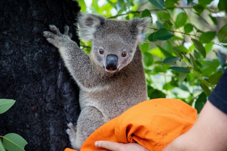 koala being released back into the wild