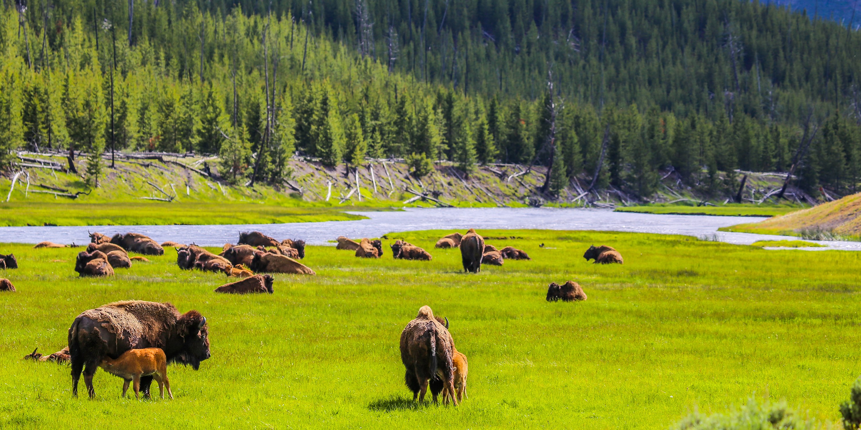  Yellowstone FIeld